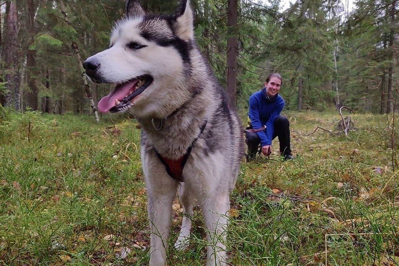 Хаски санкт. Хаски санкт. Сибирский хаски арлекин. Сибирский хаски. Найдена собака хаски.
